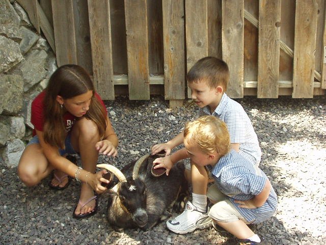 Timothy and Elijah are brushing the goat with Katie!
