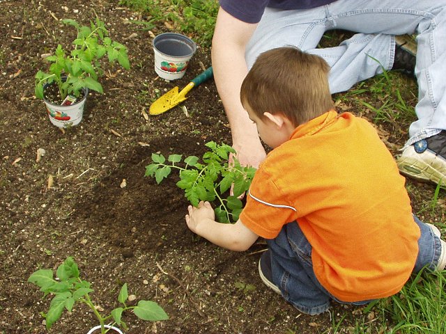 I'm planting tomatoes for one of my 4-H projects.