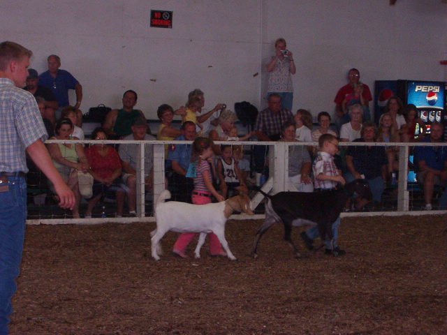 Of course Timothy picked the largest goat to show :) That's my boy!! :)