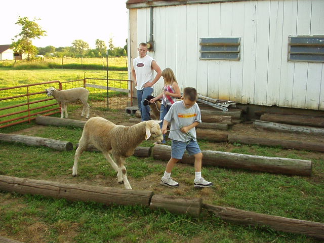 Timothy took ahold of this 'spirited' sheep and let him know who is boss. (he really did!!!!)