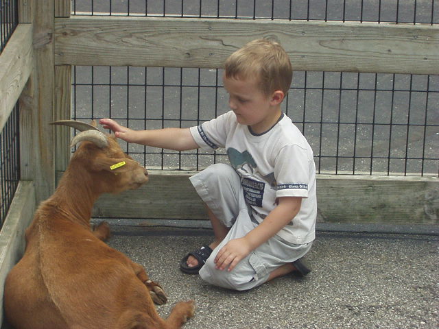 Uhh.. Elijah named this goat "Broverd"??