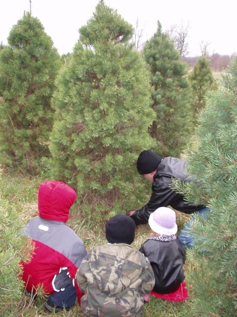 Timothy, Elijah, Mary and Abigail watch as Daddy cuts down the neighbors tree! (just kidding)