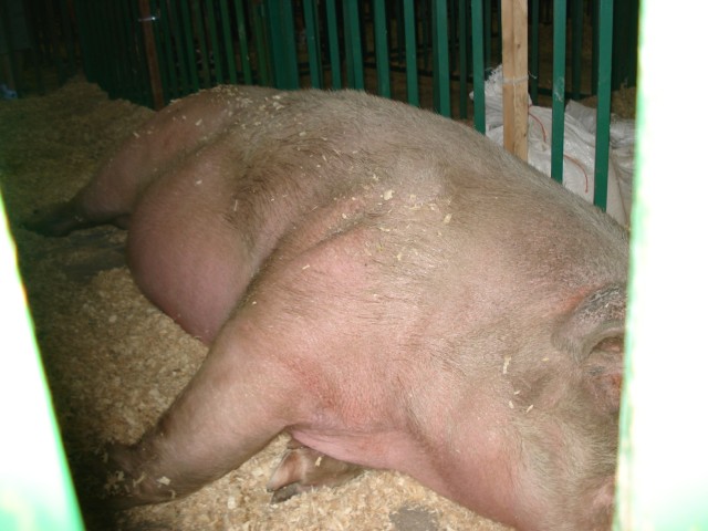 World's biggest nuts...er... boar.  Hmm.
