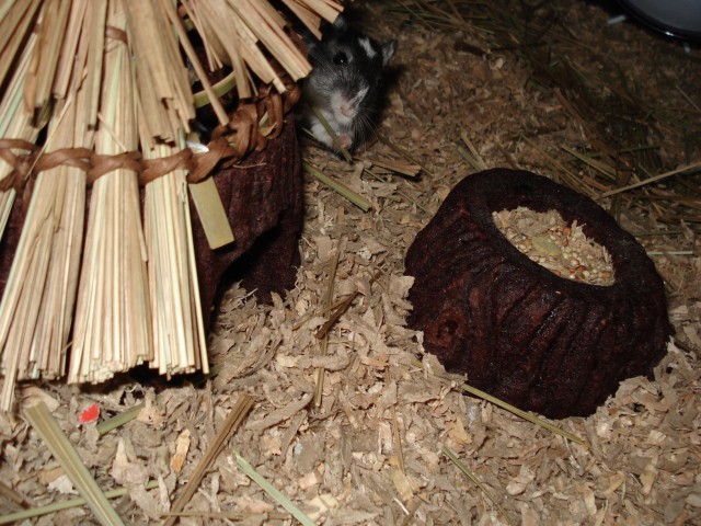 Peek-a-boo!