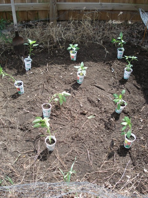 Peppers!