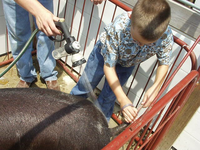 The best picture ever! Timothy washing pig tail!! LOL!