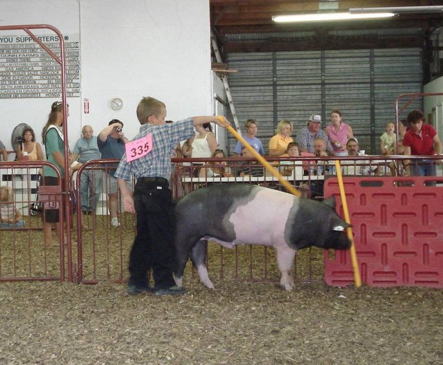 Here, piggie piggie
