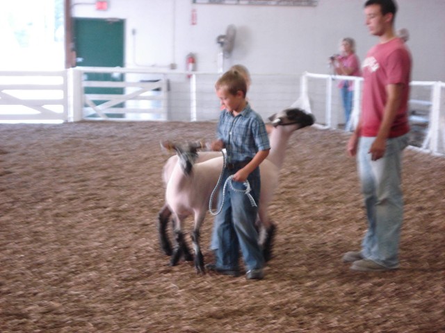 Sheep-jam!