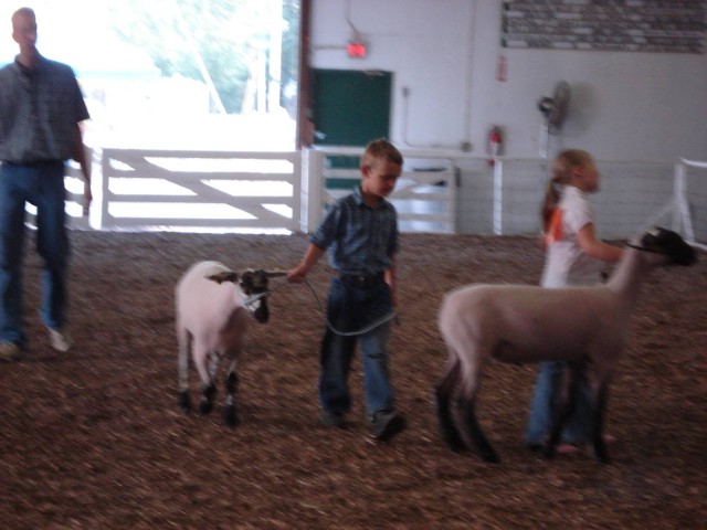 Baa!