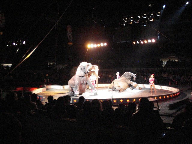 Elephants are cool!