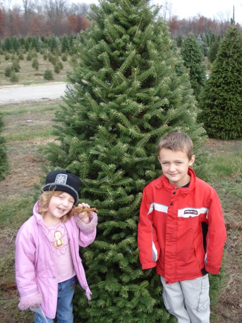 Step 2:  Make sure your toy crab is SURE it's the right tree.. I mean... really... we're going to cut it down and stuff