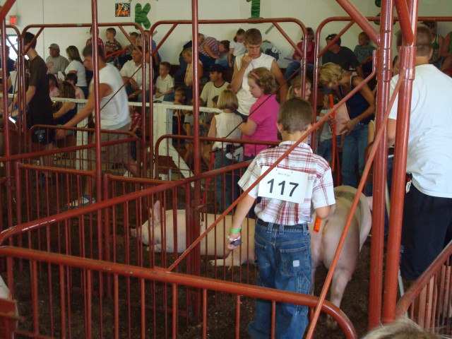 Pig Rodeo?