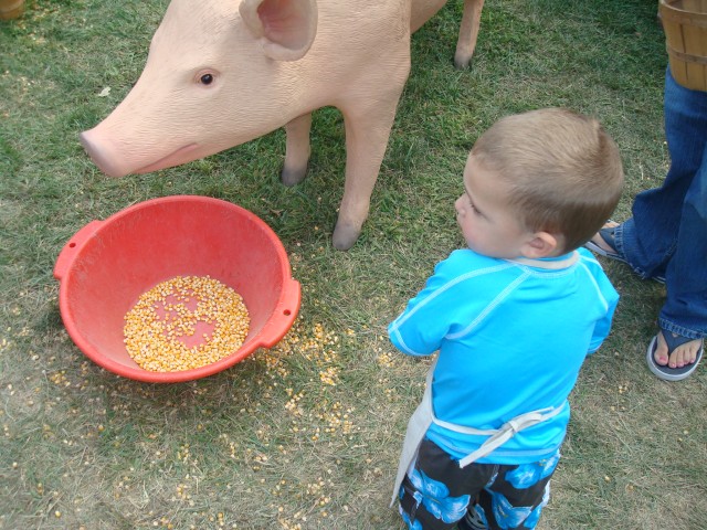 Oink Oink!