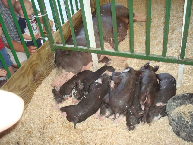 Bacon-ettes!