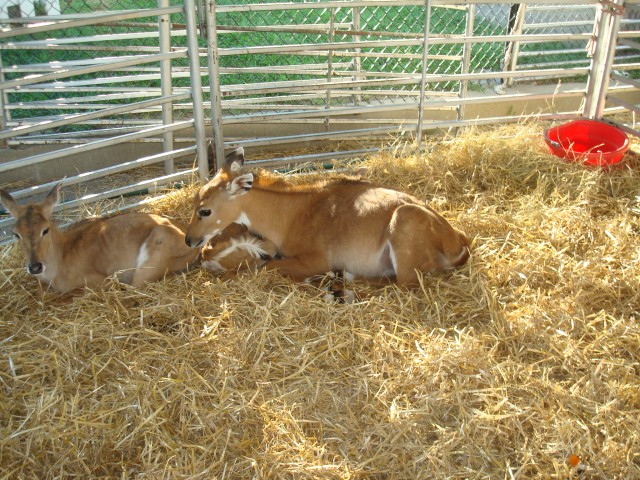 I told Abby that they were gisselle, but I guess they're Indian Antelope?