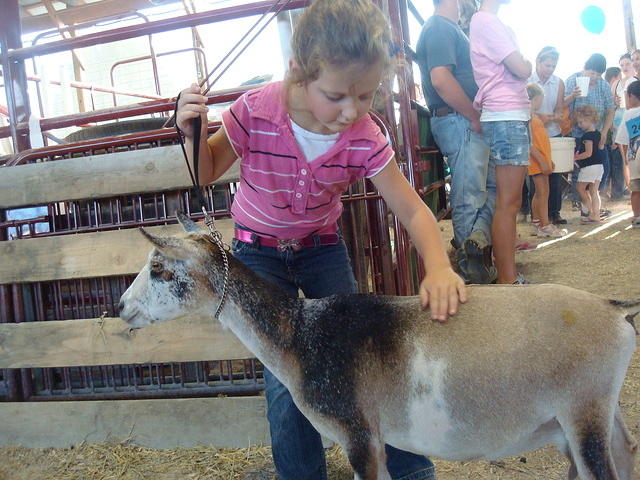 Good goat!