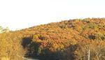 The trees were really pretty.