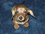 I don't have a name yet, Timmy & Elijah call me 'Doc'. I love my new home :)  (Mamaw's new puppy)  I'm cute!