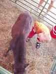 Elijah makes a good farm boy :)
