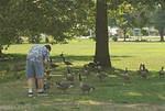Daddy just loves these geese :) haha