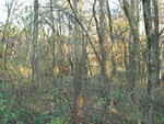 Ok, what animal is hiding in this picture?