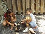 Timothy and Elijah are brushing the goat with Katie!