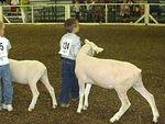 Timothy is leading Spot over to the judge.