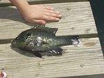 Check out the size of this bad boy!!!!