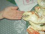 Look at the size of those claws!!