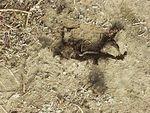 Elijah MADE me take a picture of the worm that he dug up :)