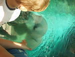 The Polar Bear came right up to the window where Elijah was standing!!!! Love this picture!