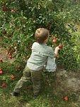 I think this is a good apple to pick!!