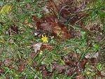 Look Earl...it's the last Dandelion!