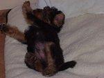 Hello: Timothy, Elijah, Mary & Abigail have decided to name me Scruffy! I love my name! and I love my new family!!