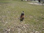 A dog and his boomerang!