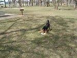 This frisbee didn't stand a chance.