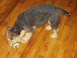 Scruffy is going to practice his moves for the Super Bowl :)