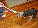 Scruffy is going to pull Timothy across the room :)