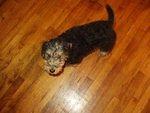 Scruffy is going to have his first "big boy" haircut on Friday :) wooohooo!!