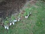 All of the plants lined up in a row.