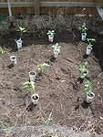 Peppers!