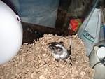 RJ = World's most spoiled Gerbil!