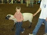 Mini-Sheep