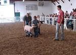 Sheep dude says "This is how you hold it when you want to .. oh, wait... nevermind"
