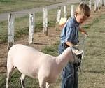 Get along there, little sheepie.