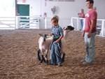 Sheep-jam!