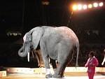 Elephant dookie is huge!