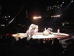 Elephants are cool!