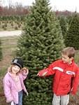 Step 1:  Have your toy crab help find a tree
