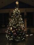 Purty tree!